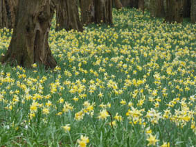 Narcissus pseudonarcissus ssp. pseudonarcissus